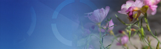 specialist orthopaedic group